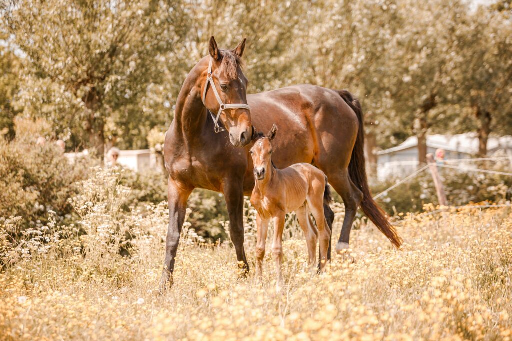 Mare standing in pasture with her foal beside her