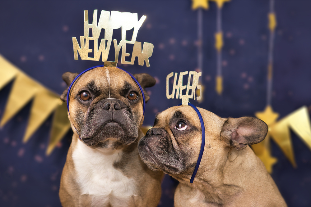 Holiday promotions for pet groomers