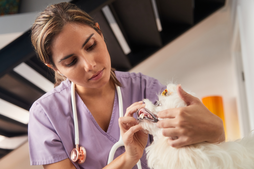 Best mobile veterinary software guide